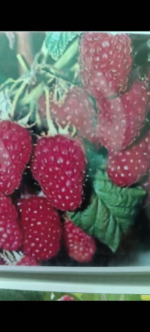 Саженцы у Сони Саженцы всех видов — питомник плодово-ягодных культур Бишкек - изображение 3