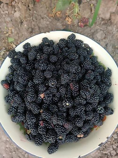 Саженцы у Сони Саженцы всех видов — питомник плодово-ягодных культур Бишкек - изображение 45