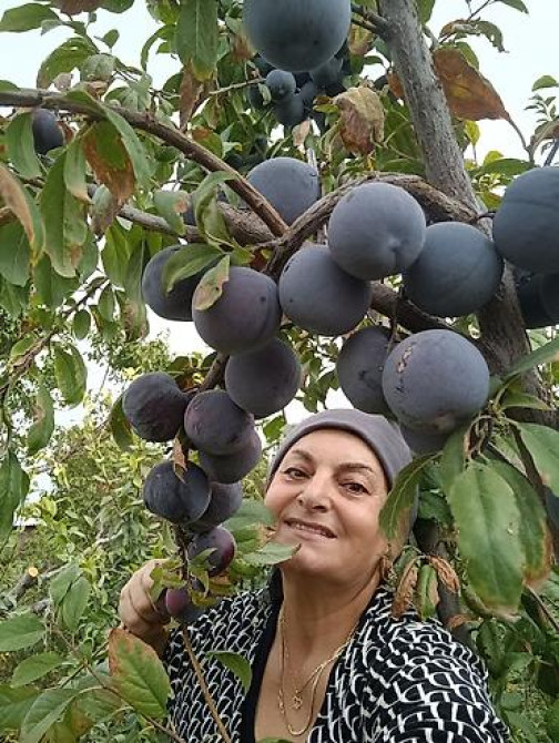 Саженцы у Сони Саженцы всех видов — питомник плодово-ягодных культур Бишкек - изображение 38