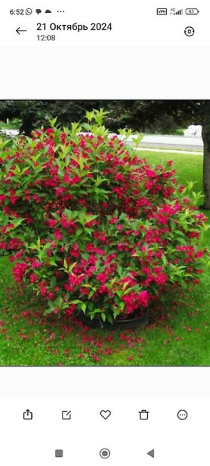 Саженцы у Сони Саженцы всех видов — питомник плодово-ягодных культур Бишкек - изображение 54