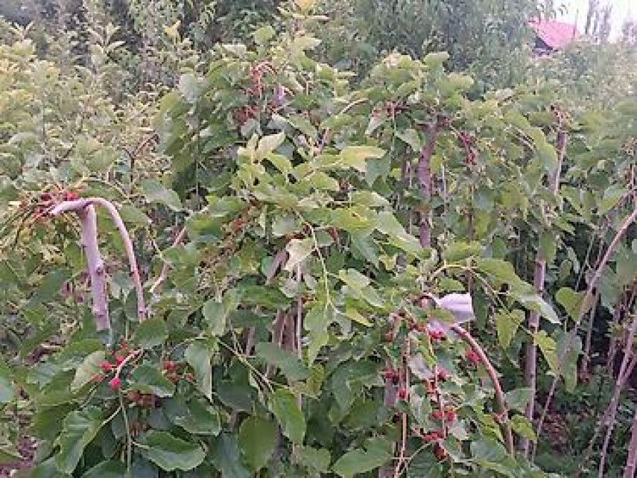 Саженцы у Сони Саженцы всех видов — питомник плодово-ягодных культур Бишкек - изображение 46