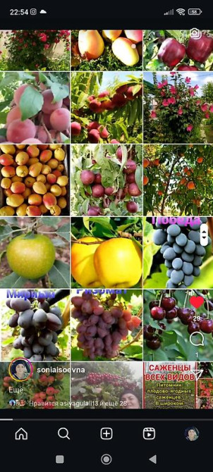 Саженцы у Сони Саженцы всех видов — питомник плодово-ягодных культур Бишкек - изображение 11