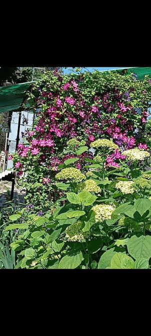 Саженцы у Сони Саженцы всех видов — питомник плодово-ягодных культур Бишкек - изображение 53