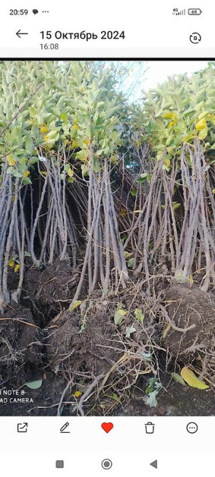 Саженцы у Сони Саженцы всех видов — питомник плодово-ягодных культур Бишкек - изображение 16