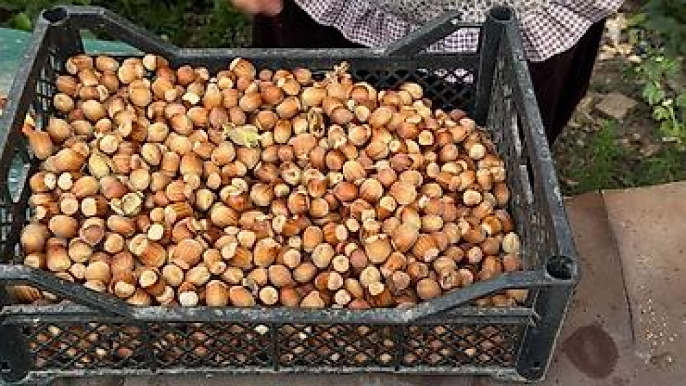 Саженцы у Сони Саженцы всех видов — питомник плодово-ягодных культур Бишкек - изображение 41