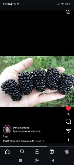 Саженцы у Сони Саженцы всех видов — питомник плодово-ягодных культур Бишкек - изображение 42