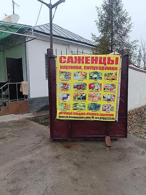 Саженцы у Сони Саженцы всех видов — питомник плодово-ягодных культур Бишкек - изображение 25