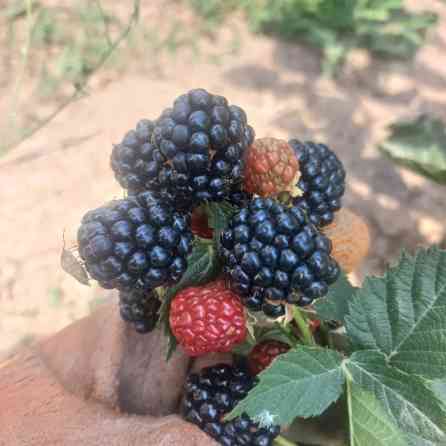 Продается рассада ежемалины(ежевики) сорт 