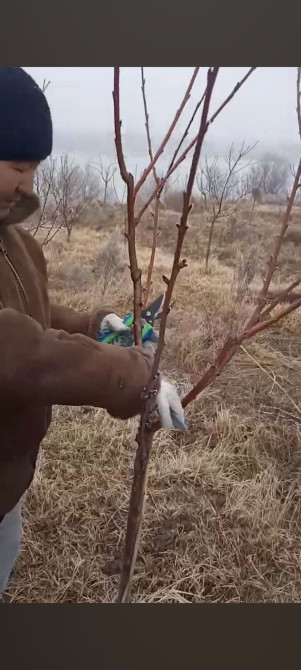 Алма бутайбыз бардык турун Бишкек Чуй Бишкек - изображение 1