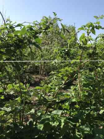 Малина: саженцы/ көчөт - Несколько сортов - Высокая урожайность Бишкек