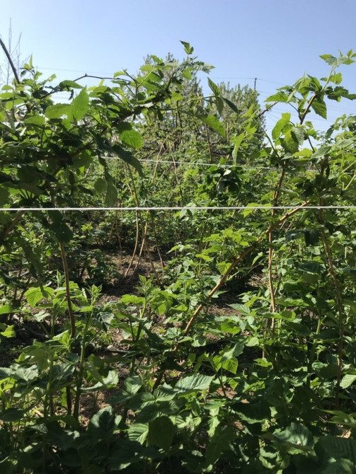 Малина: саженцы/ көчөт - Несколько сортов - Высокая урожайность Бишкек - изображение 1