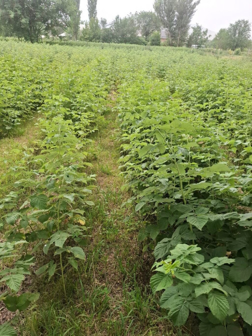 Продается малинник с плодородной почвой. Идеально подходит для Бишкек - изображение 1