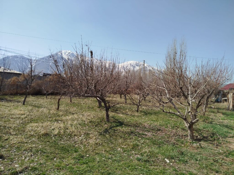 Плодовый участок/сад - Ухоженный участок с плодовыми деревьями Бишкек - изображение 1