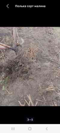 Саженцы малины месный Бишкек