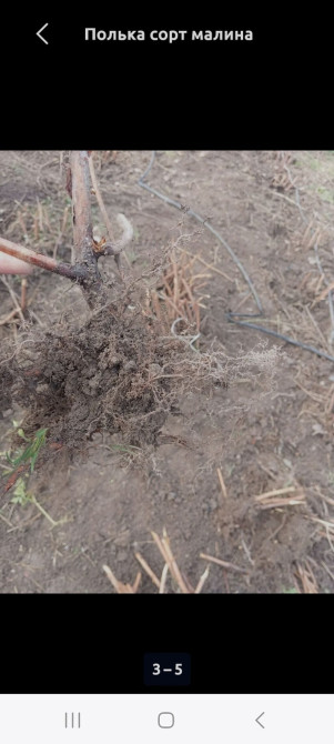 Саженцы малины месный Бишкек - изображение 1