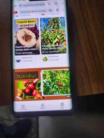 Саженцы ; Уйгурский финики от300сомов -700 сомов . Инжира два вила Бишкек