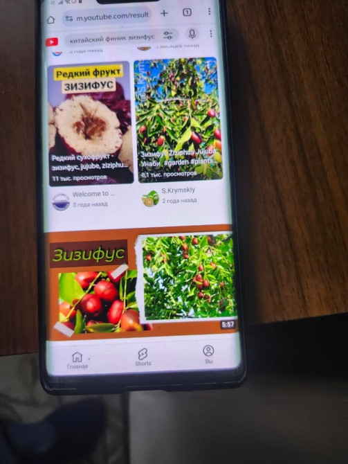 Саженцы ; Уйгурский финики от300сомов -700 сомов . Инжира два вила Бишкек - изображение 1