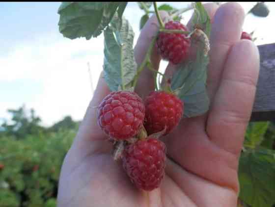 Продаю саженцы малины сорт Днепр . долгоиграющий калированный Бишкек