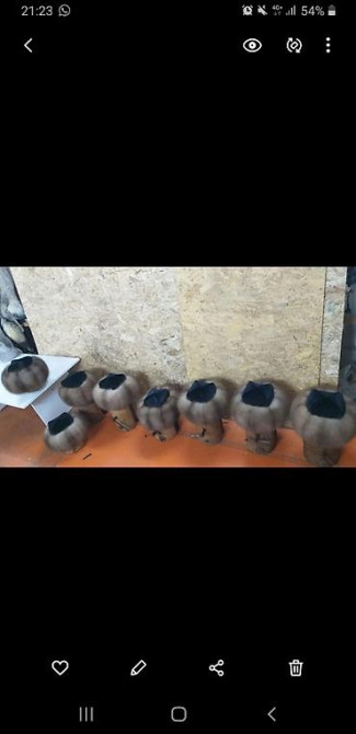 Суусар тебетейлер, ичиктер - от производителя без посредников Бишкек - сүрөт 34