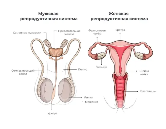 Услуги уролога, андролога, сексолога в Бишкеке https://seksologiya.kg/ Бишкек