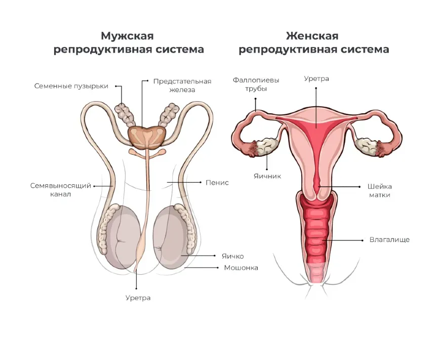 Услуги уролога, андролога, сексолога в Бишкеке https://seksologiya.kg/ Бишкек - изображение 3